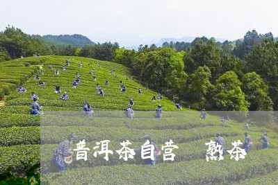 普洱茶自营 熟茶/2023031779382